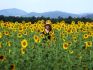 Sunflower Field in Italy...These big beautiful flowers are seen in Slovakia as well. I couldnt resist surrounding myself by the blooming beauties when I was visiting an ancient abbey in the country shaped like a boot.