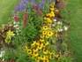 Flowers outside Schoenbrunn - a castle in Vienna, Austria