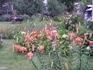 A flower-bedecked yard in middle Slovakiaisnt it lovely?